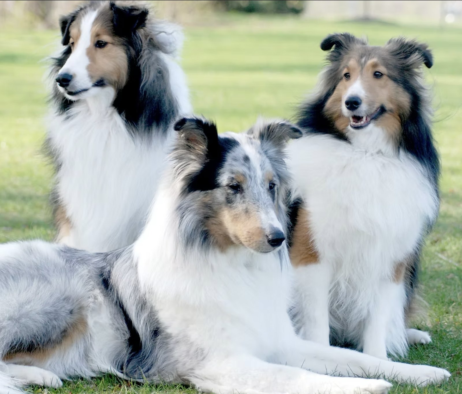 Three Shetland Sheepdogs together on the grass